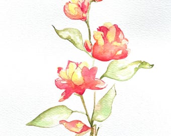 May include: Watercolor painting of a flowering plant with red and yellow blossoms and green leaves. The flowers are in various stages of bloom, with some still in bud form. The artwork is signed "Erica 2025".