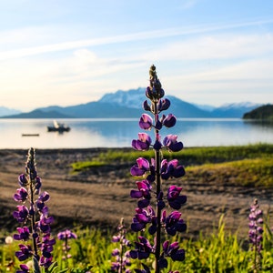 Wild Lupine at Berners Bay Alaska