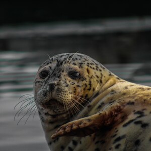 Harbor Seal