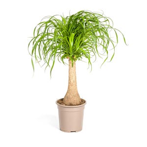 Olifantspoot - Beaucarnea Recurvata - Kamerplant - Ø21cm - 60 - 80 cm