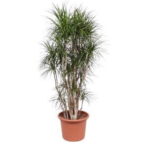 Albero del drago - Dracaena Marginata - 220 cm - ø40cm