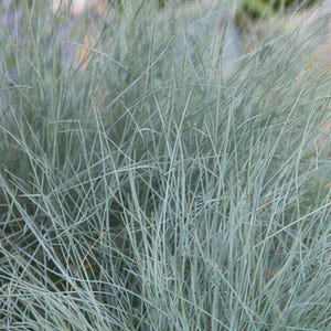 Blau-Schwingel - Festuca glauca &#39;Elijah Blue&#39; - 10-25cm - Ø9cm - 6 Stück