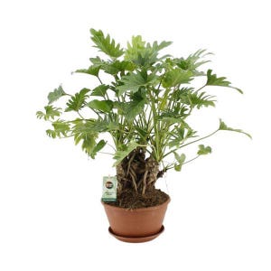 large outdoor planters pots Campania Tribeca Tall Planter - P-989