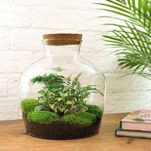Könnte beinhalten: Ein klares Glas-Terrarium mit einem Korkdeckel, das verschiedene grüne Pflanzen enthält, darunter Farne und Moos. Das Terrarium steht auf einer Holzoberfläche.