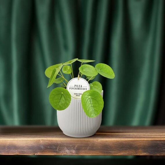 Chinesischer Geldbaum  Pilea Peperomioides  dekorative Zimmerpflanze   pflegeleicht & luftreinigend  13cm  Hhe ca. 20cm - Etsy sterreich