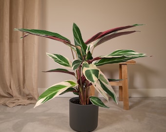 Calathea Triostar - Zimmerpflanze - Pfau Pflanze - Ø19 - ↑ 70cm