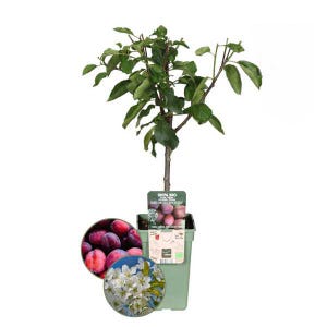Bio Pflaumenbaum - Prunus Domestica - Ø20cm - 60cm