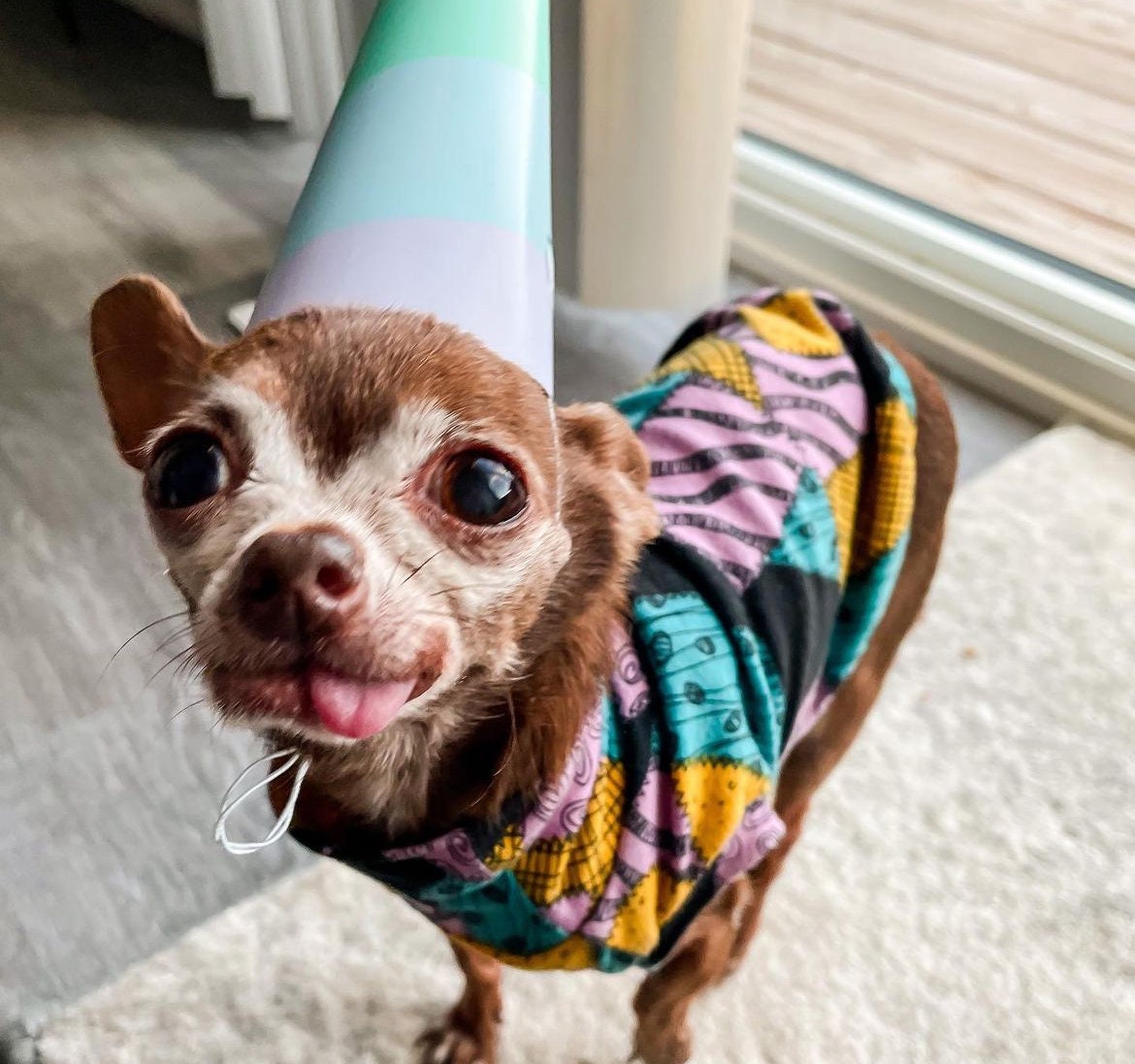 Little dog shirts sales