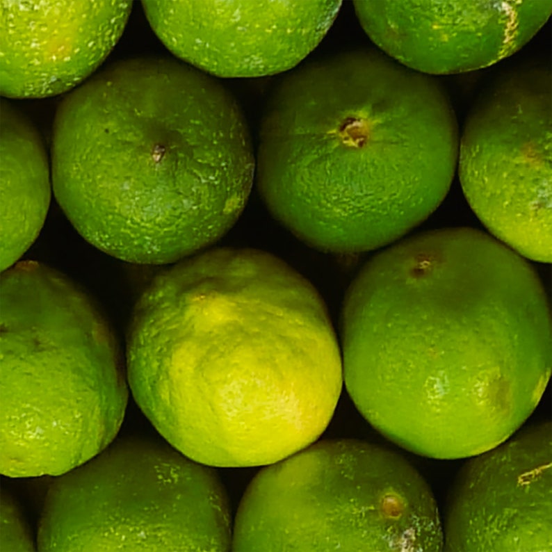 Key Lime Seeds Citruslimoenzaden Calamansi Calamondin Lime Seeds 20 zaden afbeelding 3