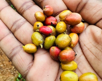 Coffea Arabica - Koffiezaden - Lekkere Smaakkoffie - 5 Zaden voor Tuinkoffieplanten