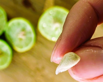 Key Lime Seeds - Citruslimoenzaden - Calamansi Calamondin Lime Seeds - 20 zaden