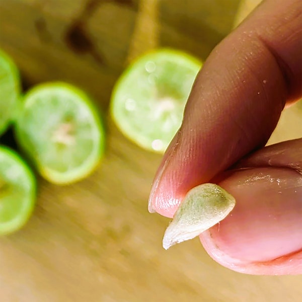 Key Lime Seeds - Citruslimoenzaden - Calamansi Calamondin Lime Seeds - 20 zaden
