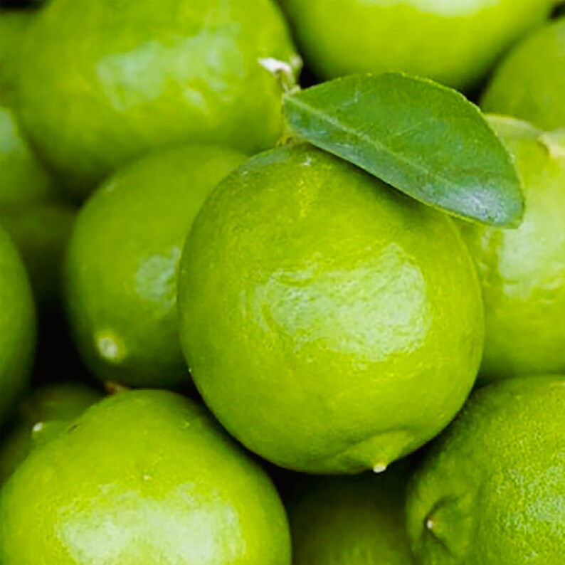 Key Lime Seeds Citruslimoenzaden Calamansi Calamondin Lime Seeds 20 zaden afbeelding 2