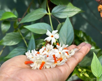 Coral Jasmine Seeds - Nyctanthes arbor-tristis - Nachtbloeiende 10+ zaden