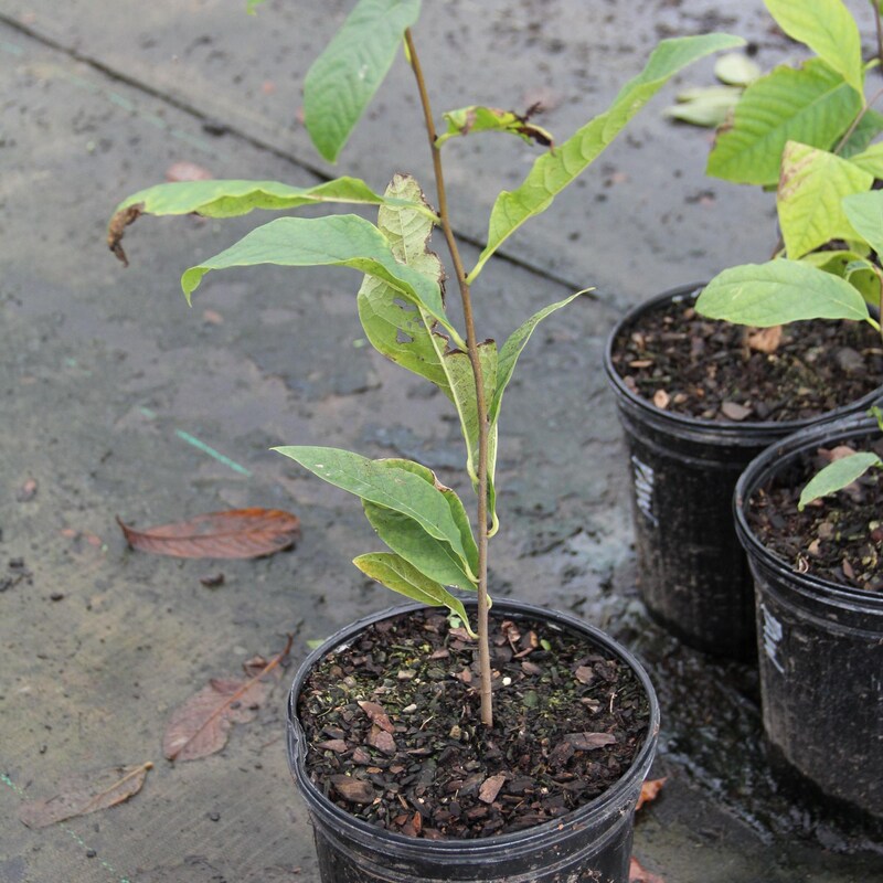 Paw Paw Tree - Etsy