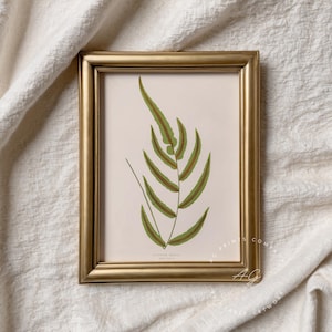 Fern Print: Blechnum Gracile Vintage Botanical Illustration 1850s | Antique Fern Wall Art, Edward Joseph Lowe | Gift for Plant Lovers