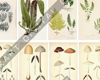 Vintage Botanical Cards - Scrapbooking and Junk Journaling Ephemera