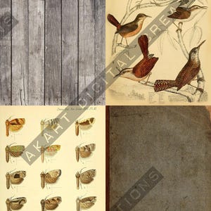 May include: A collage of vintage illustrations featuring birds, butterflies, and a weathered book cover. The bird illustration showcases various species perched on branches. The butterfly illustration displays different types with detailed wing patterns.