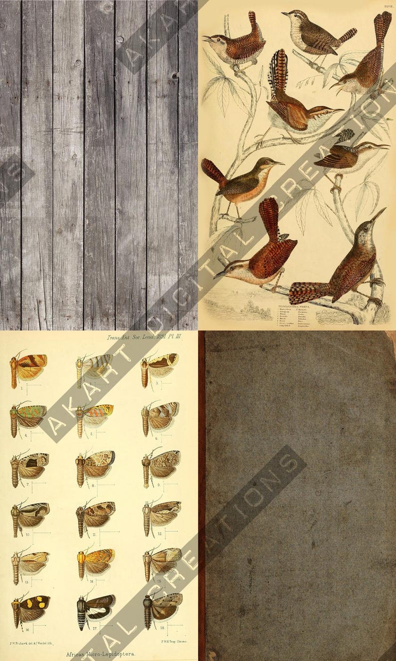May include: A collage of vintage illustrations featuring birds, butterflies, and a weathered book cover. The bird illustration showcases various species perched on branches. The butterfly illustration displays different types with detailed wing patterns.