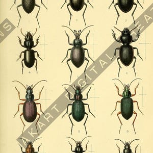 May include: An antique illustration of various beetles, showcasing a range of colors and shapes. The image features detailed drawings of insects, with each beetle labeled with a number. Text at the bottom reads "Additions to the Carabideous Fauna of Mexico."