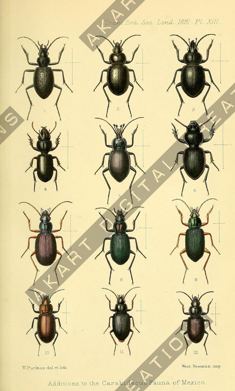 May include: An antique illustration of various beetles, showcasing a range of colors and shapes. The image features detailed drawings of insects, with each beetle labeled with a number. Text at the bottom reads "Additions to the Carabideous Fauna of Mexico."