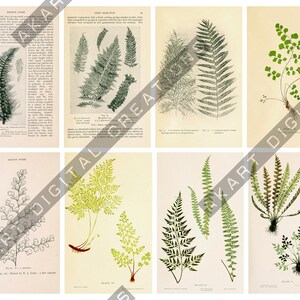May include: A collection of eight vintage-style botanical prints featuring detailed illustrations of various fern species. Each rectangular print displays scientific drawings of fern fronds and foliage in shades of green, black, and white on paper.