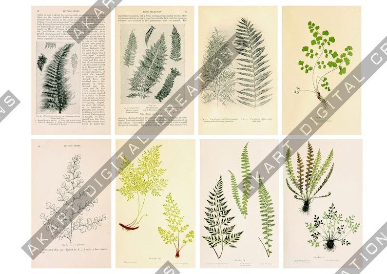 May include: A collection of eight vintage-style botanical prints featuring detailed illustrations of various fern species. Each rectangular print displays scientific drawings of fern fronds and foliage in shades of green, black, and white on paper.