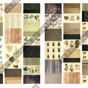Collage Strips Vintage NATURALIST - Botanical Scrapbooking and Junk Journaling Ephemera image 9