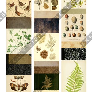 May include: A collage of vintage botanical and zoological illustrations. The images include drawings of birds, seashells, ferns, eggs, insects, and wood textures. The color palette is primarily earthy tones with pops of green and brown.