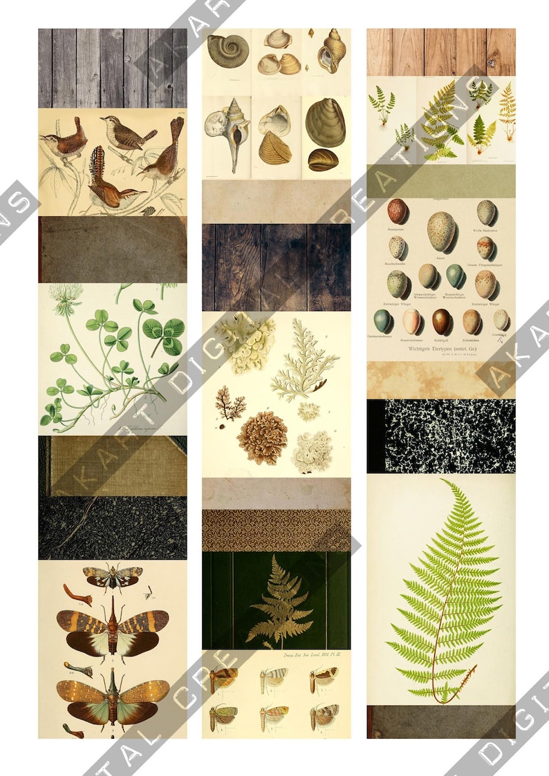 May include: A collage of vintage botanical and zoological illustrations. The images include drawings of birds, seashells, ferns, eggs, insects, and wood textures. The color palette is primarily earthy tones with pops of green and brown.