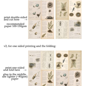 Op de afbeelding: Een digitaal documentontwerp met twee versies van journalpagina's met een natuurthema. De pagina's bevatten illustraties in vintage-stijl van varens, insecten, vogelnesten, eieren en diersporen, vergezeld van handgeschreven tekst.