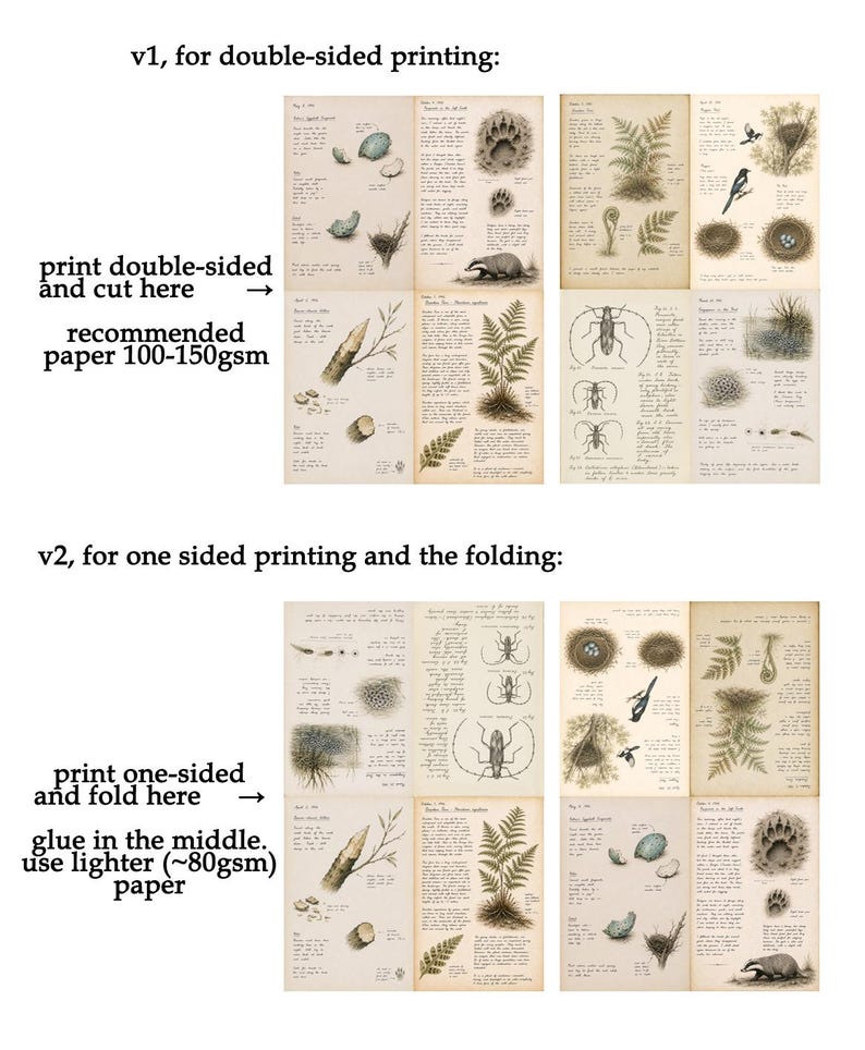 Op de afbeelding: Een digitaal documentontwerp met twee versies van journalpagina's met een natuurthema. De pagina's bevatten illustraties in vintage-stijl van varens, insecten, vogelnesten, eieren en diersporen, vergezeld van handgeschreven tekst.