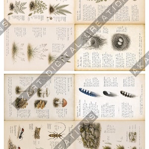 Op de afbeelding: Een verzameling journal-pagina's in vintage-stijl over plantkunde en natuurlijke historie, met gedetailleerde zwart-witillustraties van varens, vogelnesten met eieren, paddenstoelen, veren, insecten en mos op een beige papieren achtergrond.