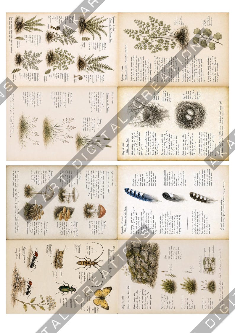 Op de afbeelding: Een verzameling journal-pagina's in vintage-stijl over plantkunde en natuurlijke historie, met gedetailleerde zwart-witillustraties van varens, vogelnesten met eieren, paddenstoelen, veren, insecten en mos op een beige papieren achtergrond.