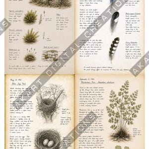 Op de afbeelding: Een vierpagina's tellende natuurjournal-spread met gedetailleerde inkt- en aquarelillustraties van mos op een stenen muur, vogelveren, een nest van een blauwe gaai met eieren en een venushaarvaren, vergezeld van handgeschreven notities uit 1946.
