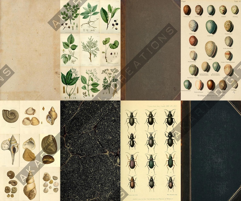 Vintage Backdrops NATURALIST - 42 Printable Background Papers For Scrapbooking and Junk Journaling 6x10" image 20