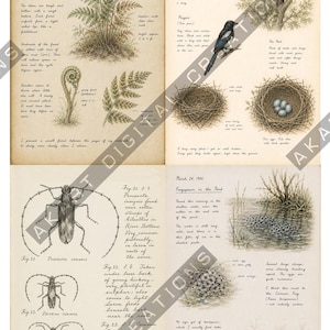 Op de afbeelding: Een botanische en zo&ouml;logische dagboekpagina in vintage-stijl met gedetailleerde inkt- en aquarelillustraties van adelaarsvarens, een ekster met nest en eieren, diverse keversoorten en kikkerdril in een vijver met handgeschreven notities.
