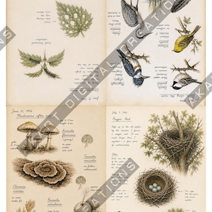 Op de afbeelding: Een botanische en ornithologische print in vintage-stijl met handgetekende illustraties van vogels, paddenstoelen en bladeren. De pagina bevat handgeschreven notities, datums en wetenschappelijke namen, met gedetailleerde schetsen van vogels en diverse zwammen.
