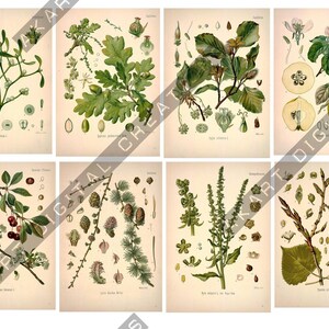 Vintage Botanical Cards - Scrapbooking and Junk Journaling Ephemera image 8