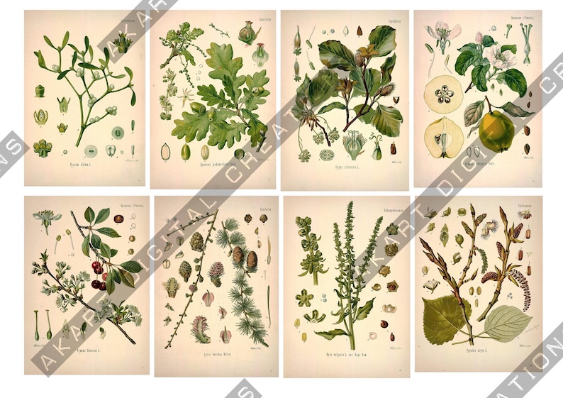 Vintage Botanical Cards - Scrapbooking and Junk Journaling Ephemera image 8