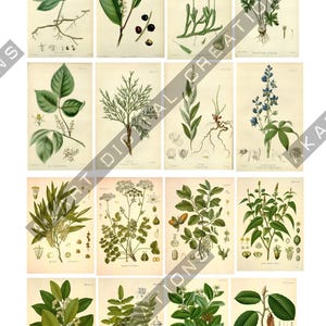 May include: A collection of sixteen botanical illustrations arranged in a grid, featuring various green plants, flowers, and seed pods on a light cream background. Each individual print displays detailed scientific drawings of flora with roots.