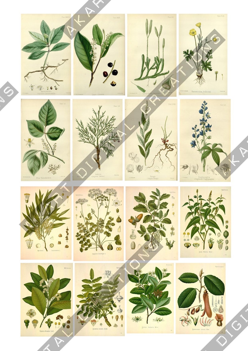 May include: A collection of sixteen botanical illustrations arranged in a grid, featuring various green plants, flowers, and seed pods on a light cream background. Each individual print displays detailed scientific drawings of flora with roots.
