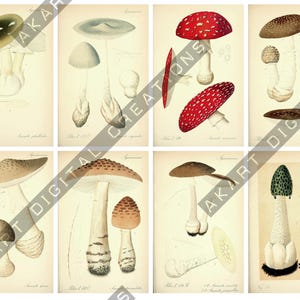 Vintage Botanical Cards - Scrapbooking and Junk Journaling Ephemera image 12