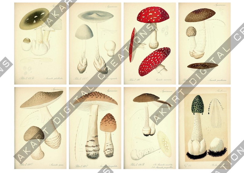 Vintage Botanical Cards - Scrapbooking and Junk Journaling Ephemera image 12