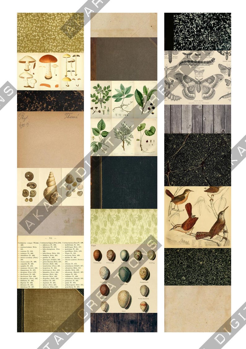 May include: A collage of vintage-style illustrations and textures. The image includes botanical drawings of mushrooms, leaves, and birds, along with images of seashells, eggs, and book covers. The color palette is muted with earthy tones.