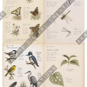 Op de afbeelding: Een vierpagina's tellend natuurdagboek met handgetekende illustraties van vlinders, libellen, vogels en rupsen. Elke pagina bevat handgeschreven notities, data uit 1946 en wetenschappelijke namen van de afgebeelde diersoorten.