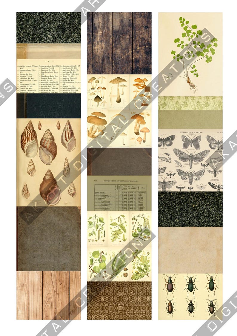 May include: A collage of vintage botanical illustrations and textures. Includes images of mushrooms, seashells, butterflies, and beetles. Also features wood grain, aged paper, and a dark green patterned background.