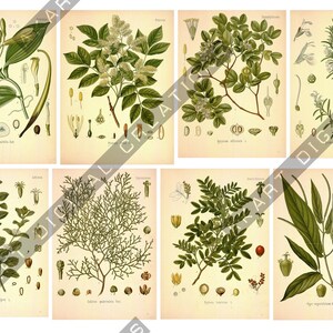 May include: A collection of eight vintage-style botanical prints on a cream background, each featuring detailed illustrations of various plants, leaves, flowers, and seeds with scientific labels printed in small black text at the bottom of each.