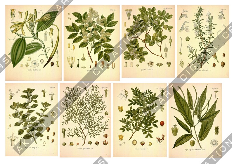 May include: A collection of eight vintage-style botanical prints on a cream background, each featuring detailed illustrations of various plants, leaves, flowers, and seeds with scientific labels printed in small black text at the bottom of each.