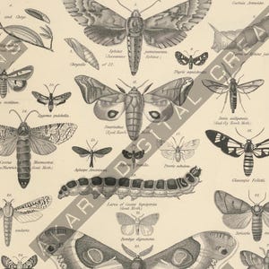 May include: An antique print featuring various moth and butterfly illustrations, labeled with scientific names. The detailed black and white drawings showcase different species, including their wingspans and body structures. The print is from the Encyclopedia Britannica.